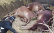 FB_IMG_1764593000885