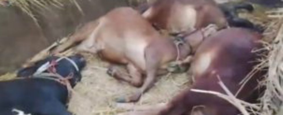 FB_IMG_1764593000885